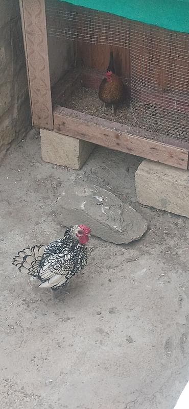 toyuq evi: Toyuq, Damazlıq — 2