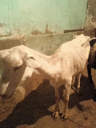 alpin keci: Sani keçisidir, süd verir — 3