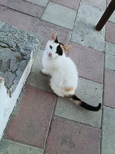 qurdbasar it: Tabbi, Yaxşı əllərə — 6