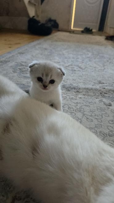 pişiklərin cütləşməsi: Şirin pişik balaları - Cins: Scottish Fold/Scottish Straight tipli — 7
