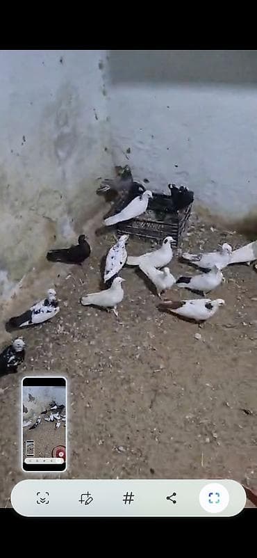 Məhsul: Ev göyərçinləri sürüsü Təsvir: - Şəkillərdə müxtəlif rəng — 5