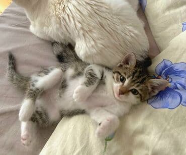 где можно купить котенка: Dişi, Yaxşı əllərə — 1