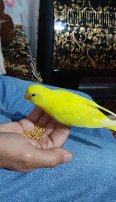 1 aylıg qırmızı göz ələ öyrəşmiş quşdu
sumqayit