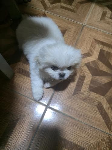xaski satilir: Pekines, 2 ay, Dişi — 9