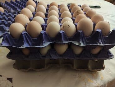 dəvəquşu yumurtası qiyməti: Avstralop yumurtaları İnqibator üçün. ideal çıxış verir. təmiz qandır — 3