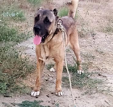kangal iti satilir: Kanqal, Erkək — 1