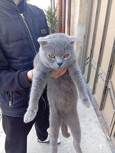 pişik alıram: Şotland yastı qulaq — 4