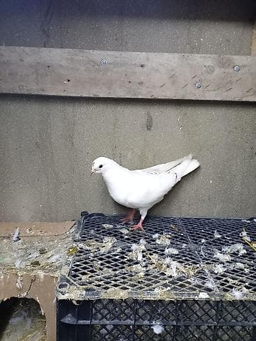 Qırmızı qaşqa bala yaxşı üçan heyvandı - Rəng: tam ağ - Gözlər