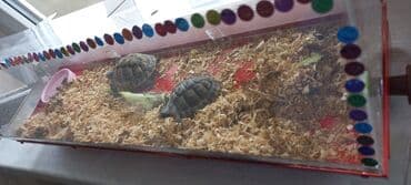 рынок животных в баку: Rus quru tısbağaları– evdə saxlanılan, sakit və az qayğı tələb edən — 1