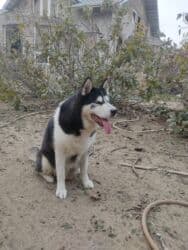 xaski gence: Xaski, 1 il, Dişi, Cütləşmə üçün — 1