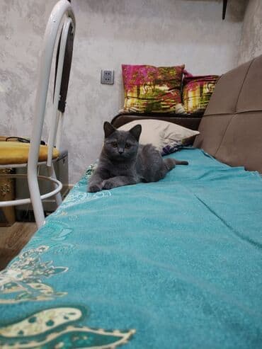 Heyvanlar üçün mallar: Britan, Erkək — 2