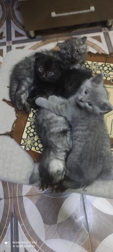 купить сибирского котёнка: Шотландская, Самец, Самка — 7