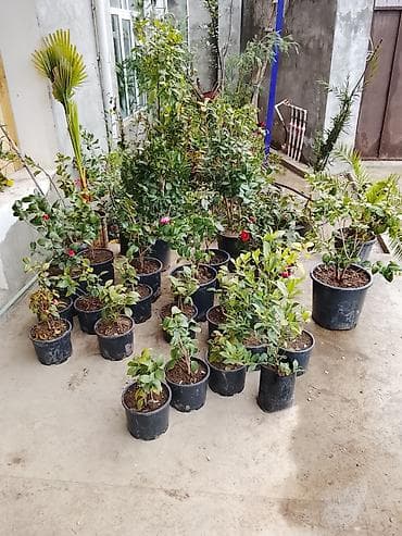 gül və çiçək adları: Bütün Bölgələrə çatdırılma var ətraflı whatsapp la əlaqə saxlayın Bağ — 7