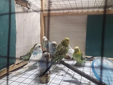 qaz yagi satisi: Quşlar 10azn fikri ciddi olanlar əlaqə saxlasın — 2