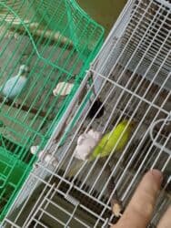 попугай ара цена: Salam bala cavan qusdardi isimle əlaqeli yeni teze duzeldim baxan — 1