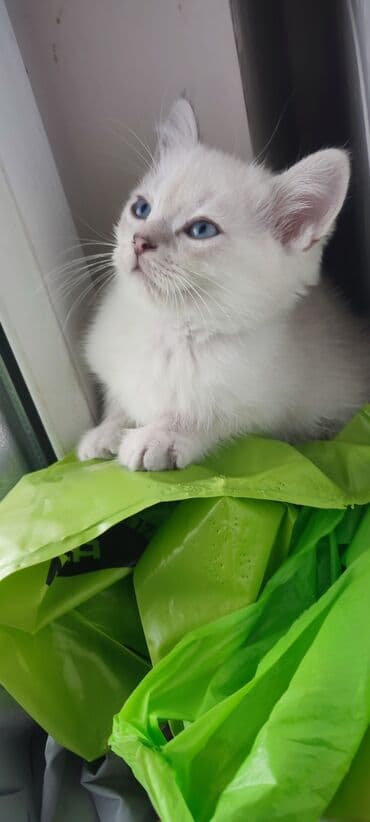 munchkin pişik: Şinşilla, Erkək, Yaxşı əllərə, Ünvandan götürmə, Ödənişli çatdırılma — 7