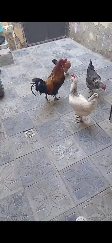 ataks toyuqları: Toyuq, Yumurtalıq — 3