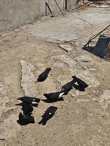 Ağ çil başdar bir nəsil quşdarıdı hamsı 17,18 tüklərdi hamsı sağlam lalafo.az -da Ağ çil başdar bir nəsil quşdarıdı hamsı 17,18 tüklərdi hamsı sağlam