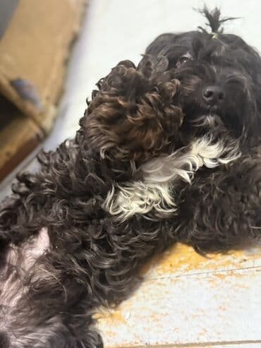 отдам собаку в хорошие руки: Самец — 3