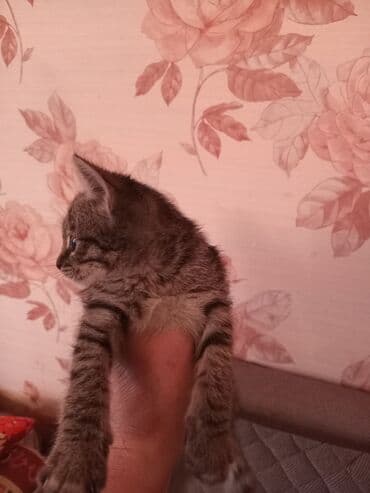 Daraq panellər: Tabbi, Yaxşı əllərə — 1