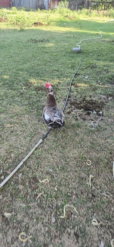 Kənd təsərrüfatı quşları: Musk ördəyi (hind ördəyi) – təsərrüfat üçün - Cins: Muscovy (hind — 2