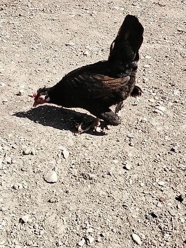 broyler toyuq: Курица, Для разведения, Платная доставка — 6