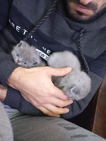 boz pişik: Britan, Erkək, Dişi, Yaxşı əllərə, Ünvandan götürmə, Pulsuz çatdırılma, Ödənişli çatdırılma — 6