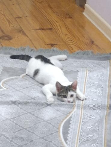 ev pişiklər: Yaxşı əllərə — 7