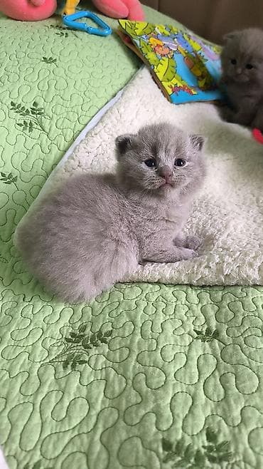 gencede heyvanlar: Britan — 4