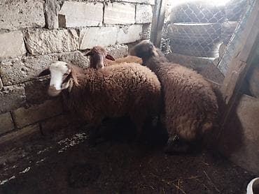 edilbay qoyunu: 2dene kok olani satilir 2side erkeydi qiymet sondu — 3