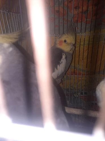 tutu kuşu: Yaxşı qyşlardi mahnı oxuyurlar hazır erkeklerdi cüt halındada vere — 9