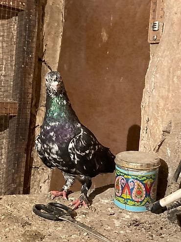 Heyvanlar üçün mallar: Cins göyərçinlər – dekorativ və uçuş üçün Hər birinin öz qiyməti var — 2