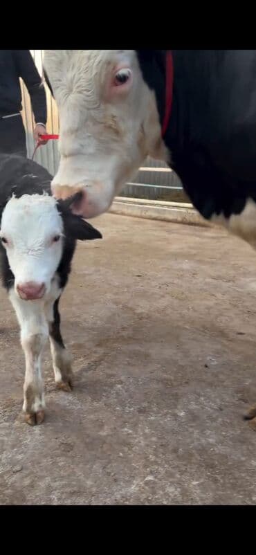 Heyvanlar üçün mallar: Südlük inək və buzov dəsti - Cins: Holşteyn tipli, xallı (qara‑ağ) — 2