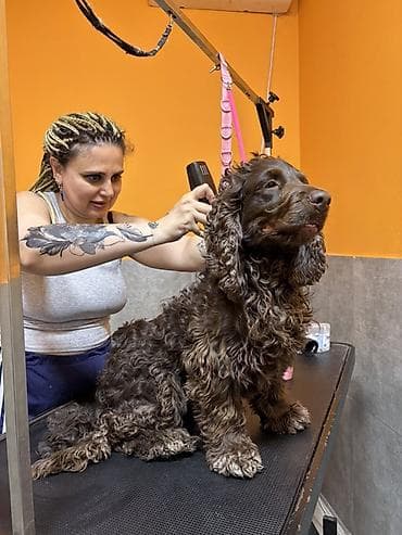 bişik: Cocker spaniel Cütləşməyə dişi axtarırıq Unvan binə qəsəbəsi. Alex — 7