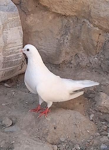 quş: Tutulma sallaq qanad ag erkey 13 tuk unvan suraxani — 1