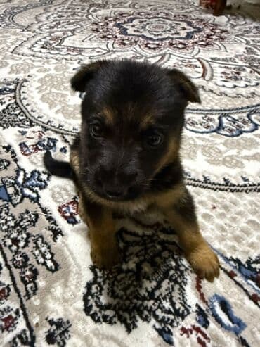 şotlan pişik: Şotland yastı qulaq, Erkək, Dişi, Yaxşı əllərə, Ünvandan götürmə, Pulsuz çatdırılma, Ödənişli çatdırılma — 146