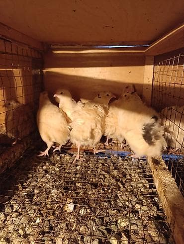 sort keçi: Masallı. Ağ Texas yumurtalıq sort. Salam Aləykum. Yumurtası mövcuddur — 3