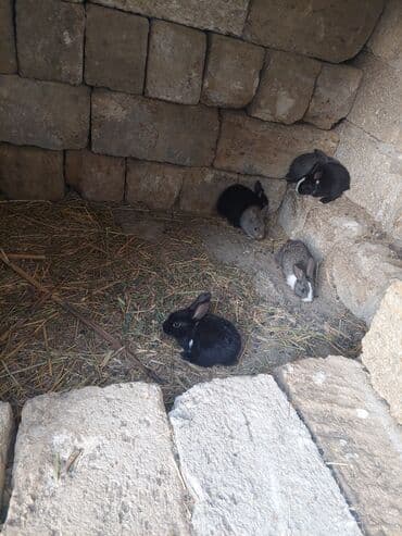 qurdbasar balaları: Satılır: dovşan balaları - Rənglər: qara, boz, ağ-qara və açıq — 4