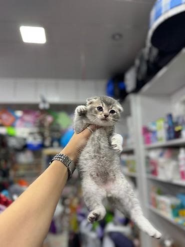 siyan pişiyi: Britan — 4