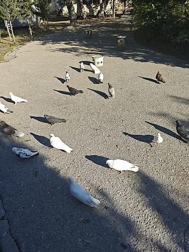 yırtıcı quş: Son zəng üçün Göyərçin təskili. Çox olsa munasib etmək olar. Sumqayıt — 1