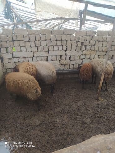 qoyun sortları: 5 dənə Qala qoçları satılır damazlıq üçün superdi 3 ü ana qoçdu 2 si — 8