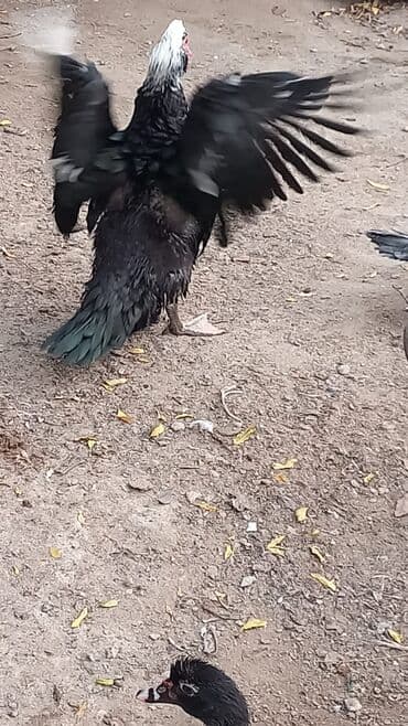 Muşkovi ördəklər (indoutka) – müxtəlif rənglərdə Məhsul təsviri: - lalafo.az -da — 8 Muşkovi ördəklər (indoutka) – müxtəlif rənglərdə Məhsul təsviri: - — 8