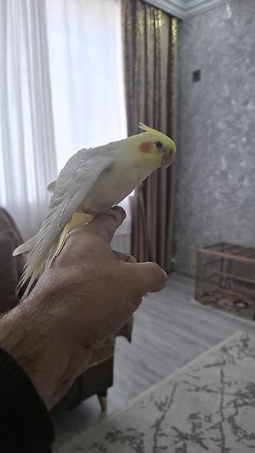 katibə quşu: Salam. 1 ay 10 gunluk karella balasi. Tam saglam. Oz qusumun balasidi — 6