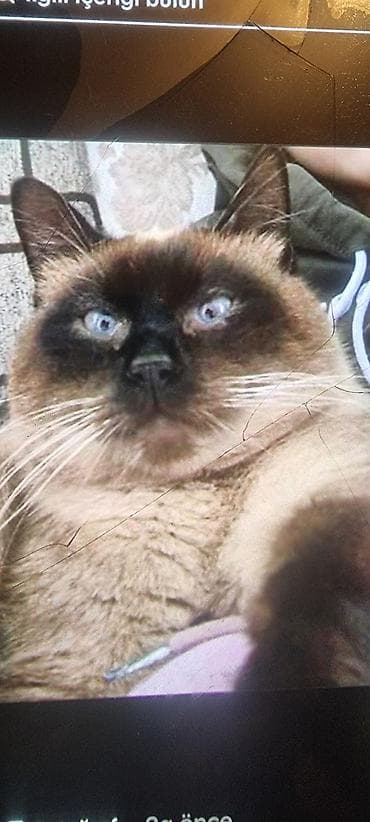 pisik adlari: Ev pişiyi – müxtəlif rənglərdə - Rənglər: tünd boz (mavi tonlu), ağ — 10