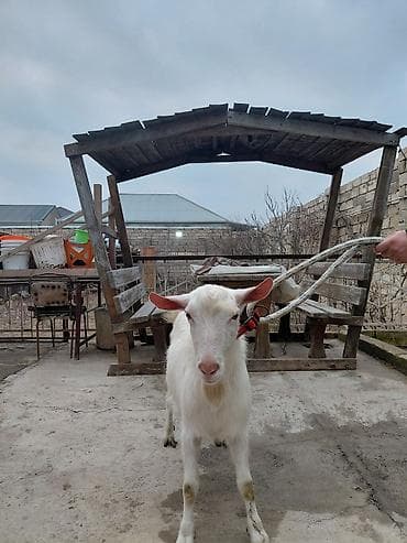 sort keci: Ağ rəngli yerli keçi – buynuzlu, uzun tüklü, boyun altında saqqallı — 2