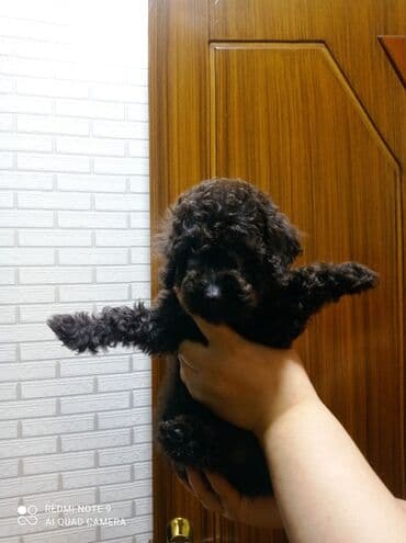 сколько стоит миниатюрный пудель: Пудель — 5