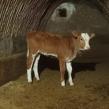 Inəklər, öküzlər: Simental tipli dişi buzov - Rəng: qızılı-qəhvəyi, alnı və burnu ağ — 1