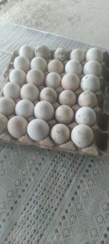 vanak kərə yağı: Təbii kənd yumurtası – 30-luq viyadda - Ağ rəngli, müxtəlif ölçülü — 1