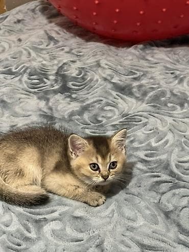 pișik: Qızıl şinşilla — 6