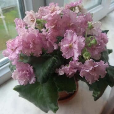 gül şəkilləri profil üçün: 4 — 1